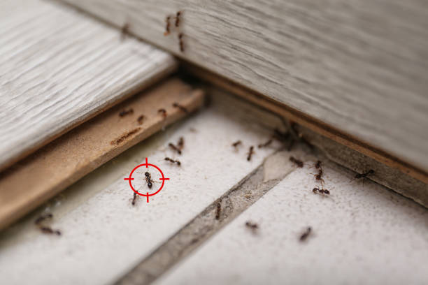 Best Exterminator Services  in Miami, OK