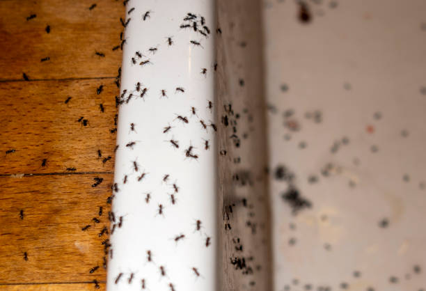 Best Pest Control for Homes  in Miami, OK